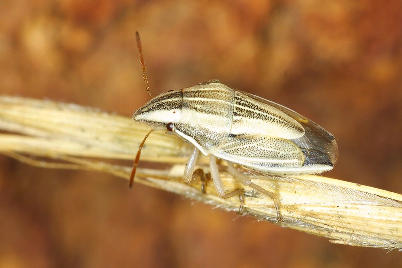 Aelia acuminata